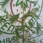 Jelša lepkavá  (Alnus glutinosa) ‘IMPERIALIS’  - výška 100-120 cm, kont. C3L